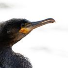 Kormoran....