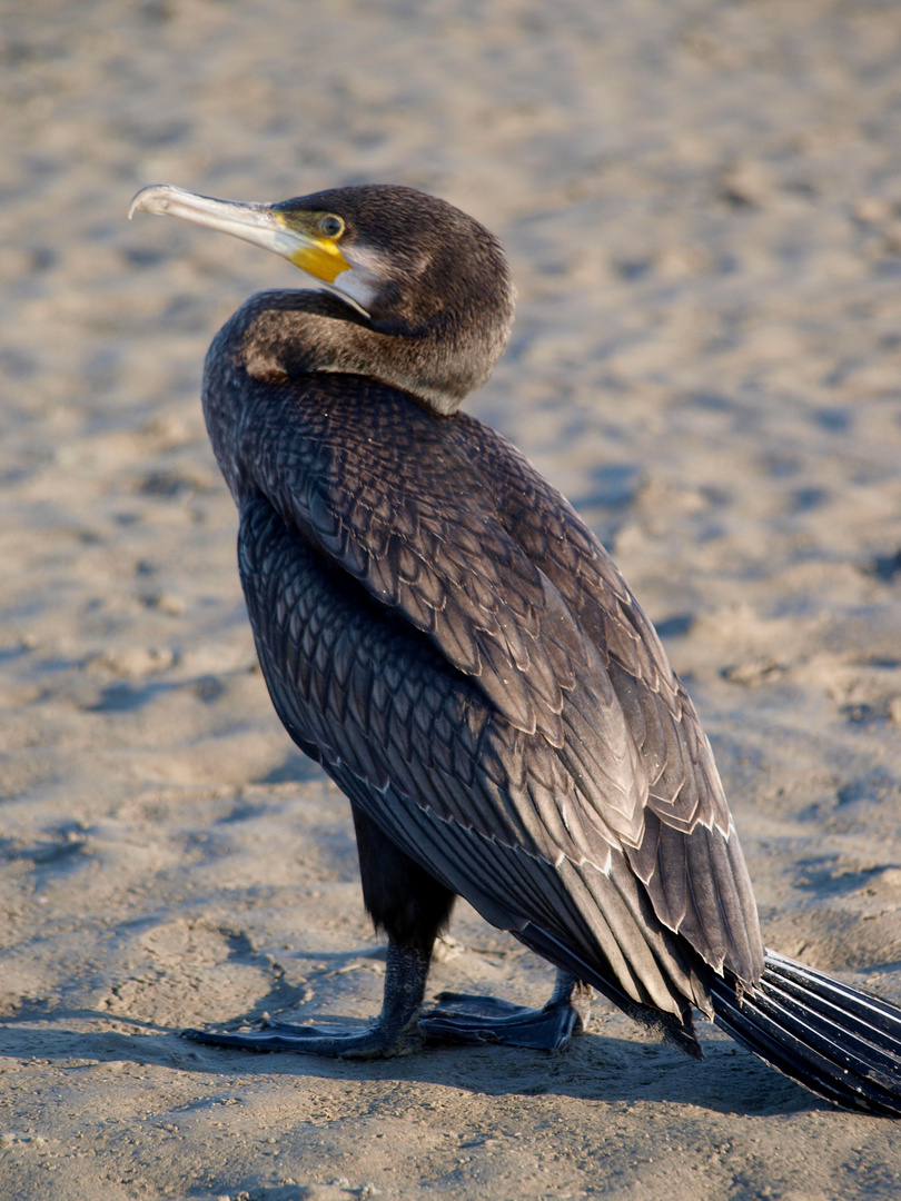 Kormoran