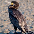 Kormoran