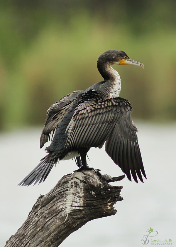 Kormoran