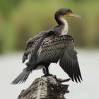 Kormoran