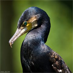 Kormoran