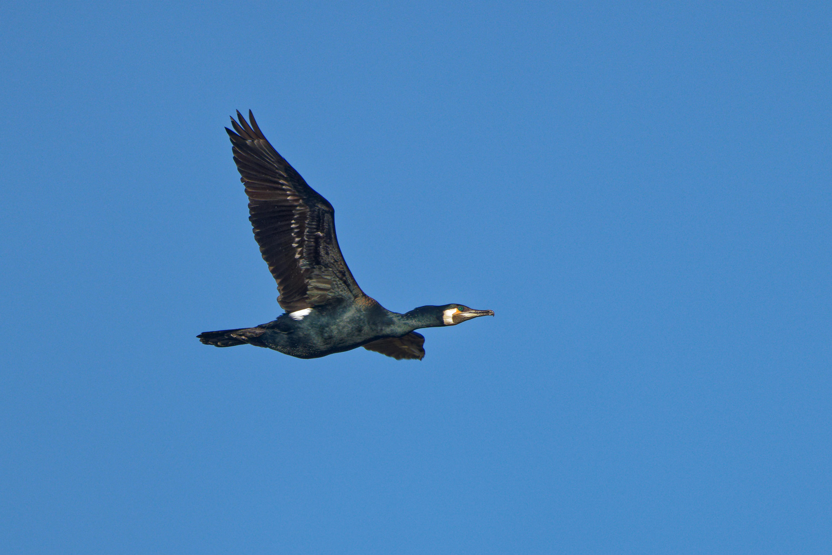 Kormoran