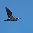 Kormoran