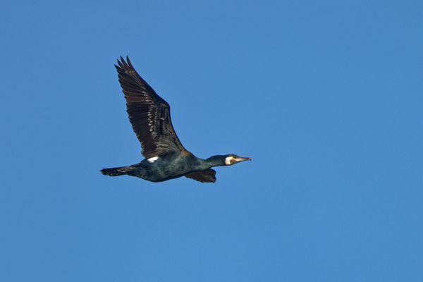 Kormoran