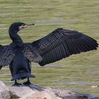 Kormoran