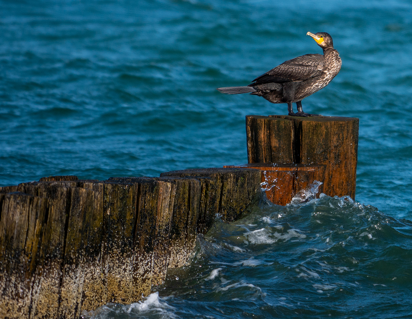 Kormoran