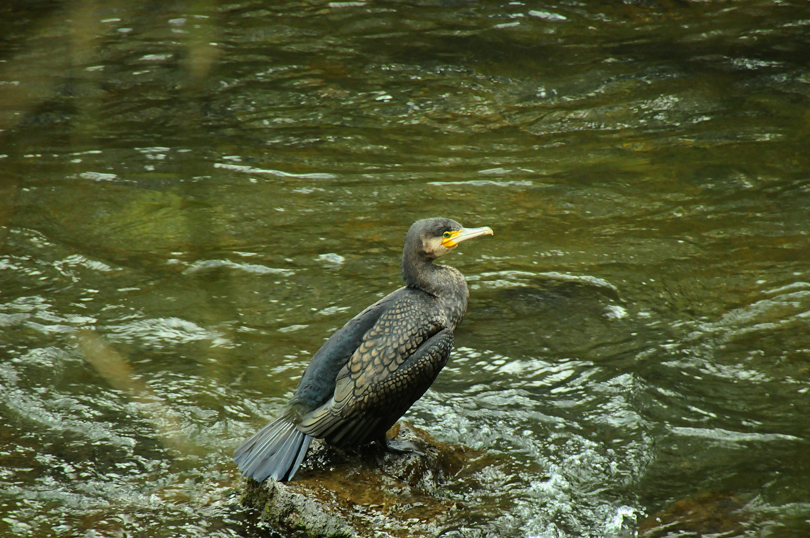 Kormoran 