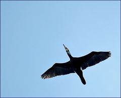 Kormoran