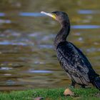 Kormoran 