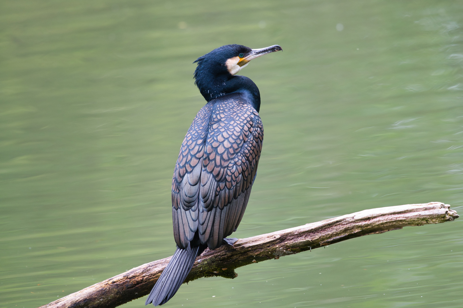 Kormoran