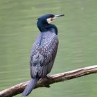 Kormoran