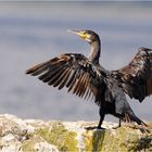 Kormoran