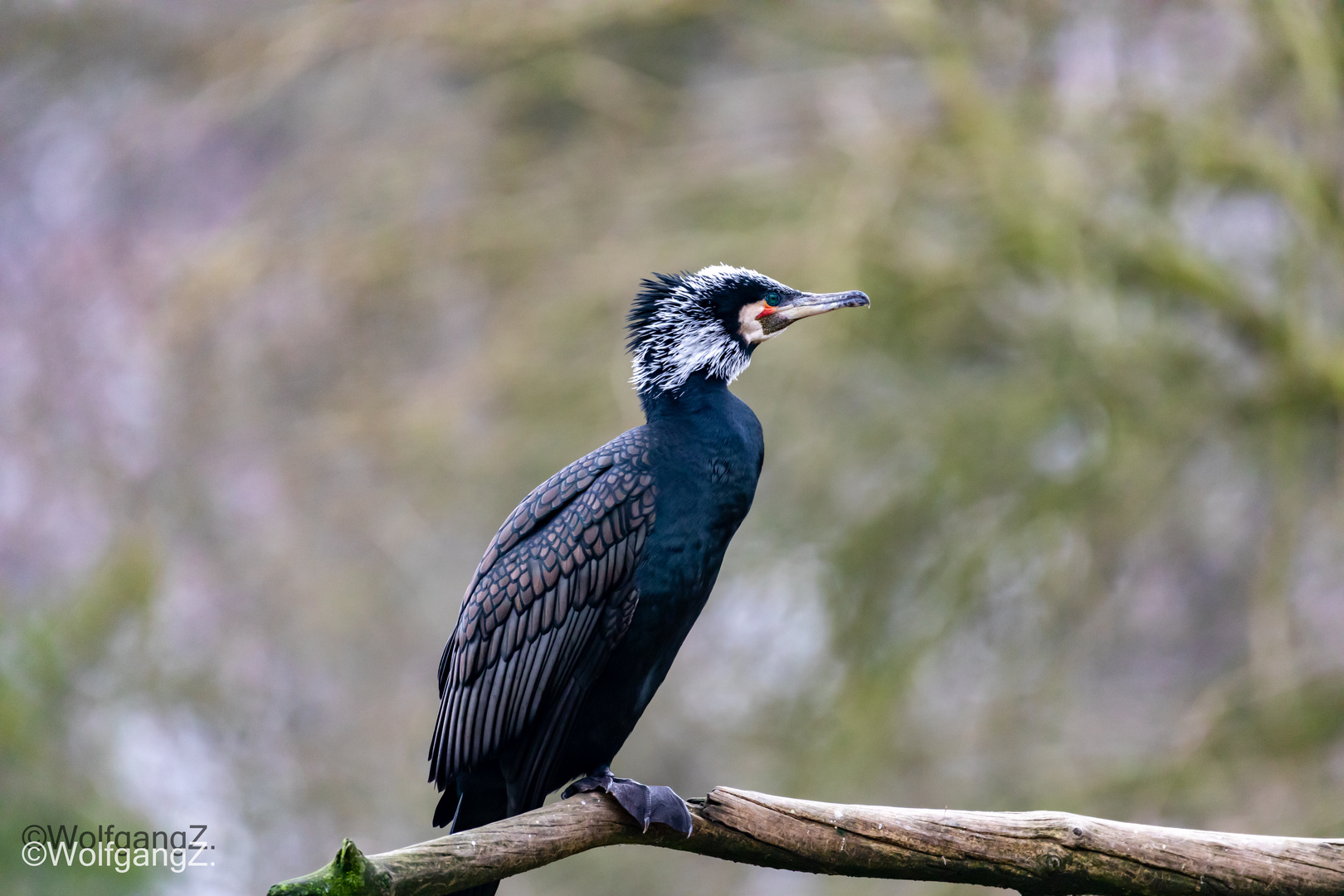 Kormoran