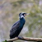 Kormoran