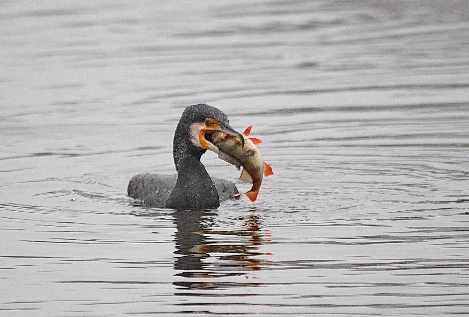 Kormoran