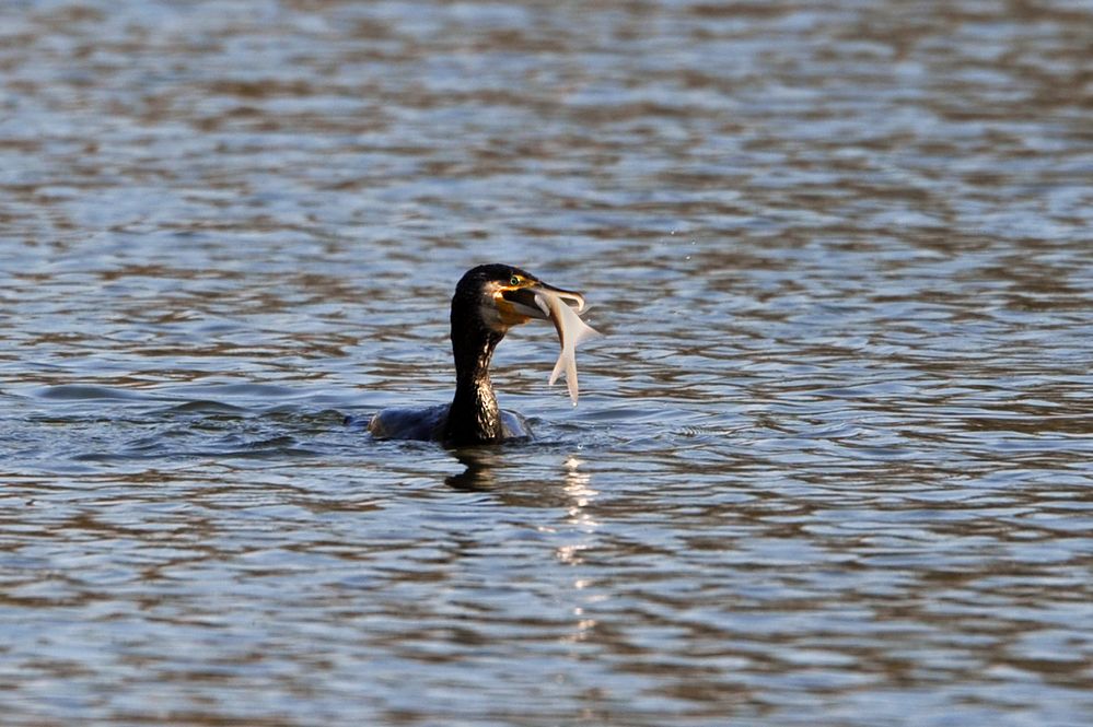 Kormoran