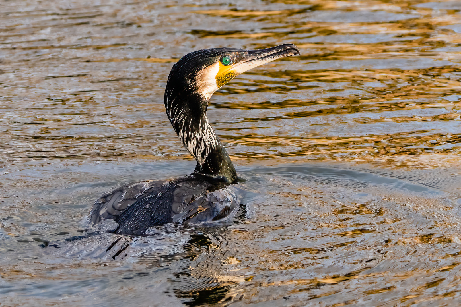 Kormoran