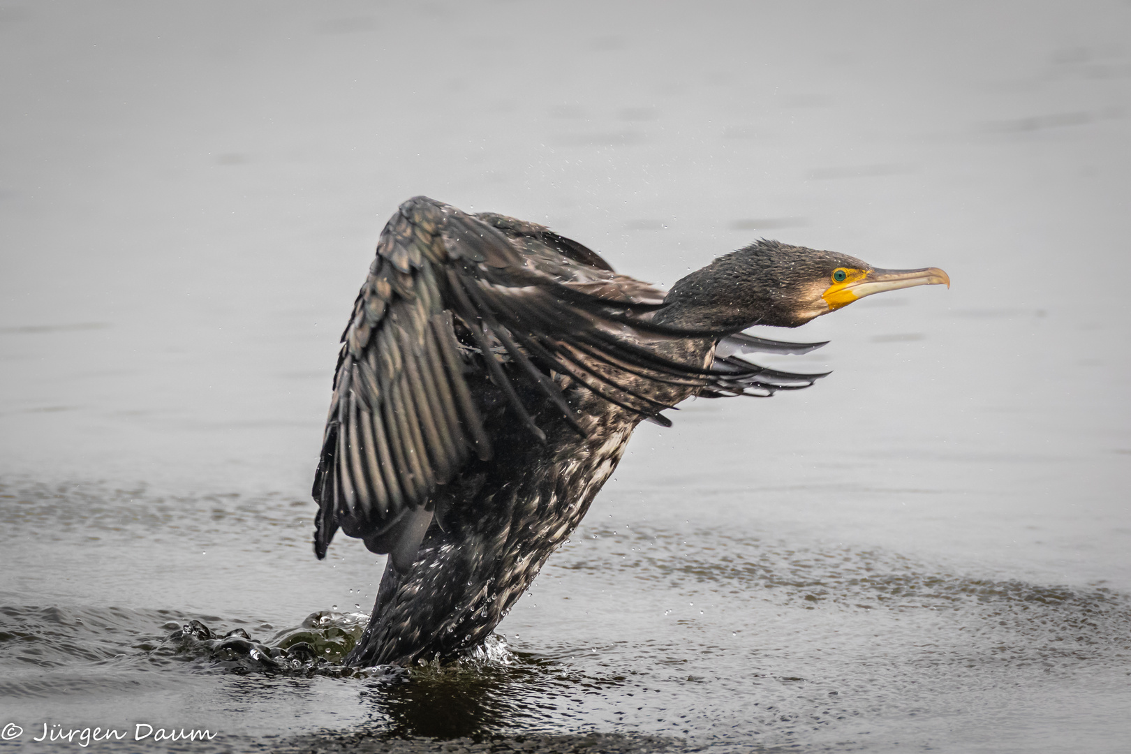 Kormoran