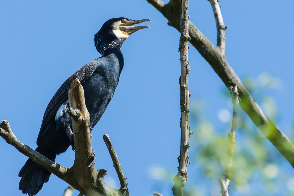 Kormoran  