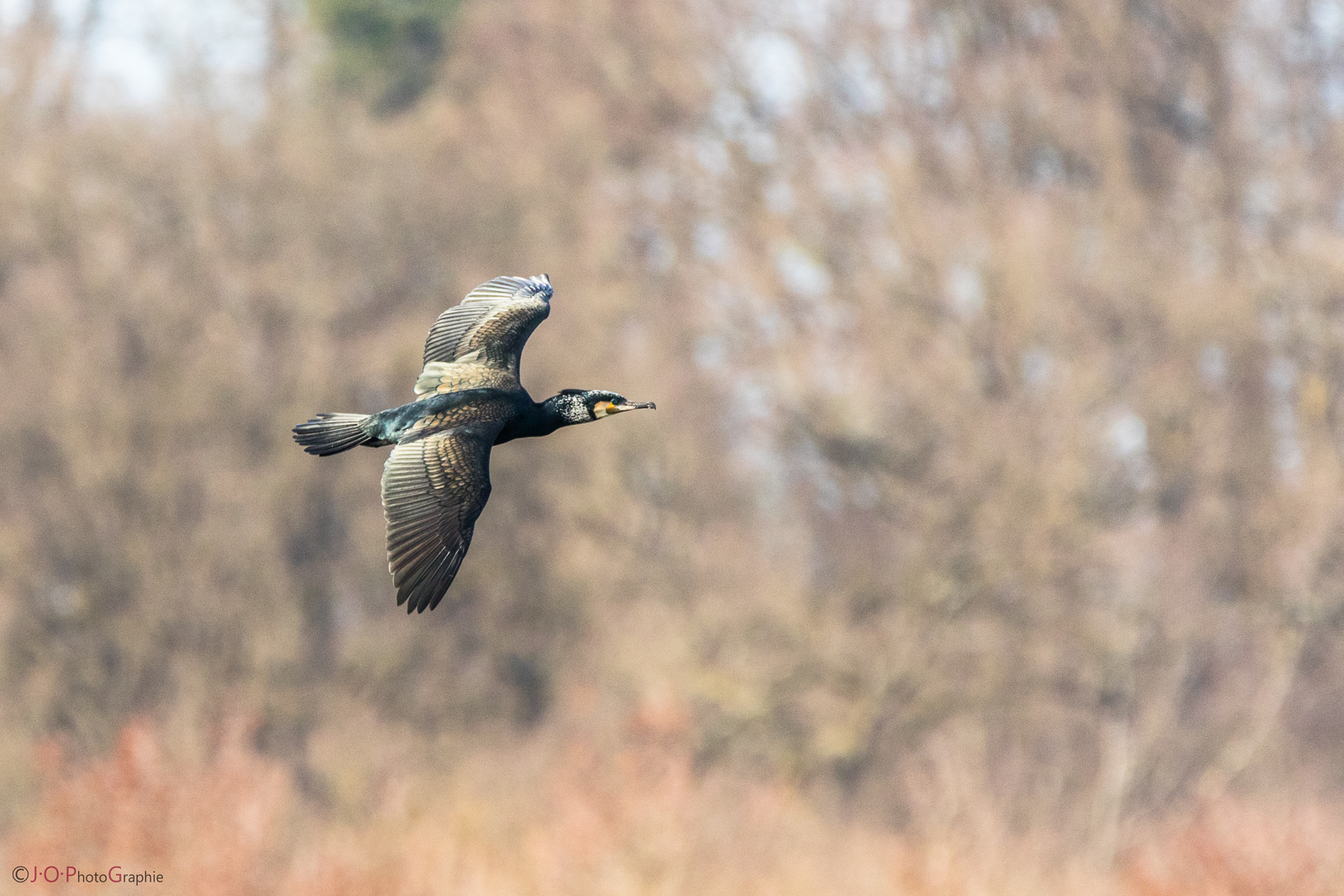 Kormoran