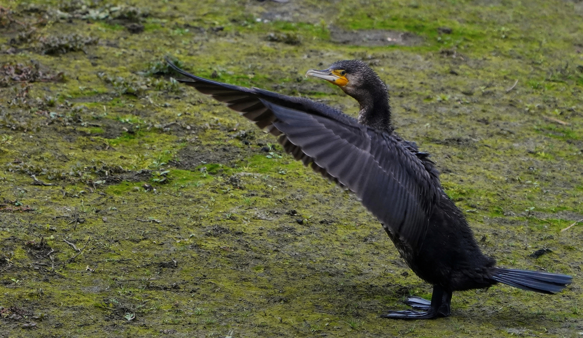 Kormoran.