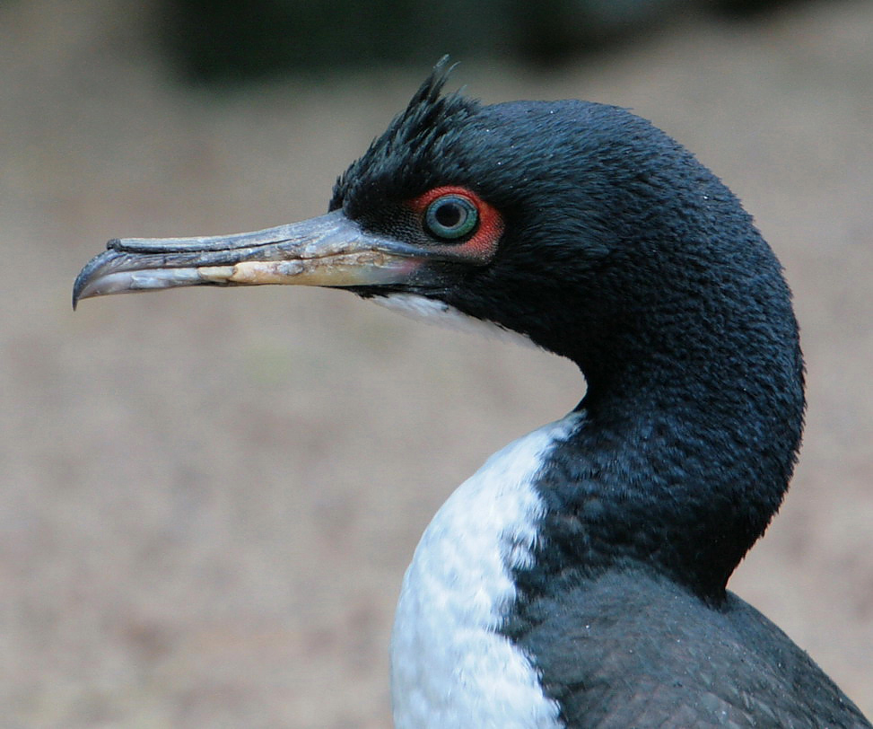 kormoran