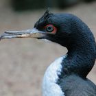 kormoran