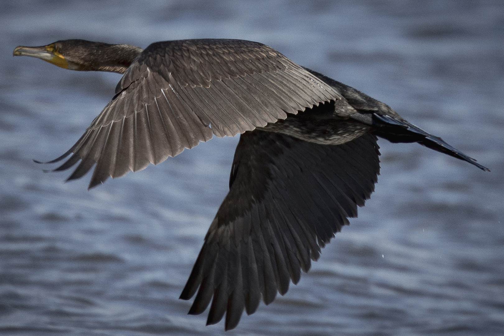 Kormoran 