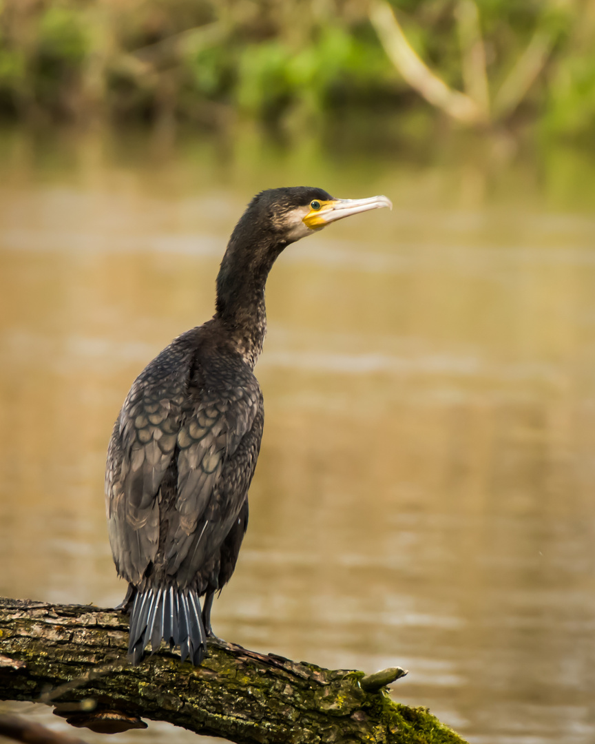 Kormoran