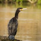 Kormoran