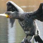 kormoran