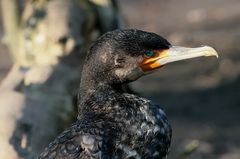 Kormoran