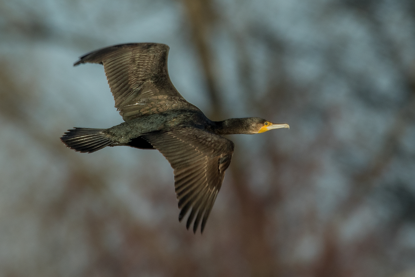 Kormoran