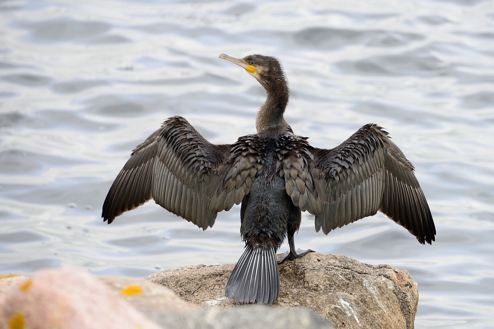 Kormoran