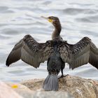 Kormoran