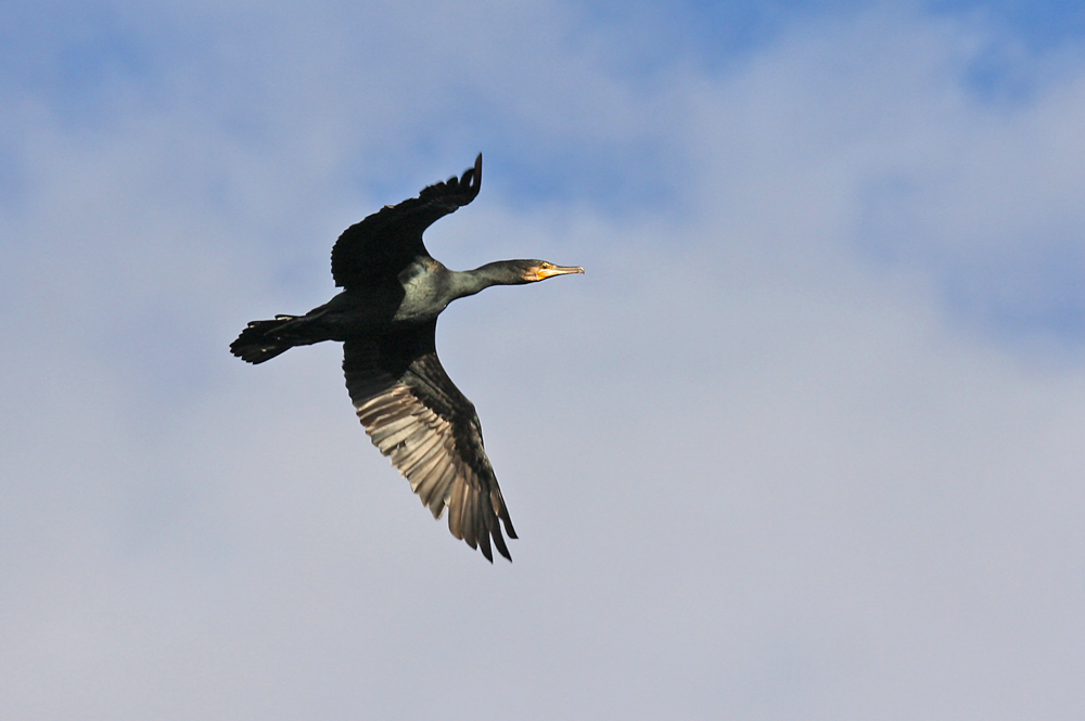 Kormoran