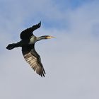 Kormoran