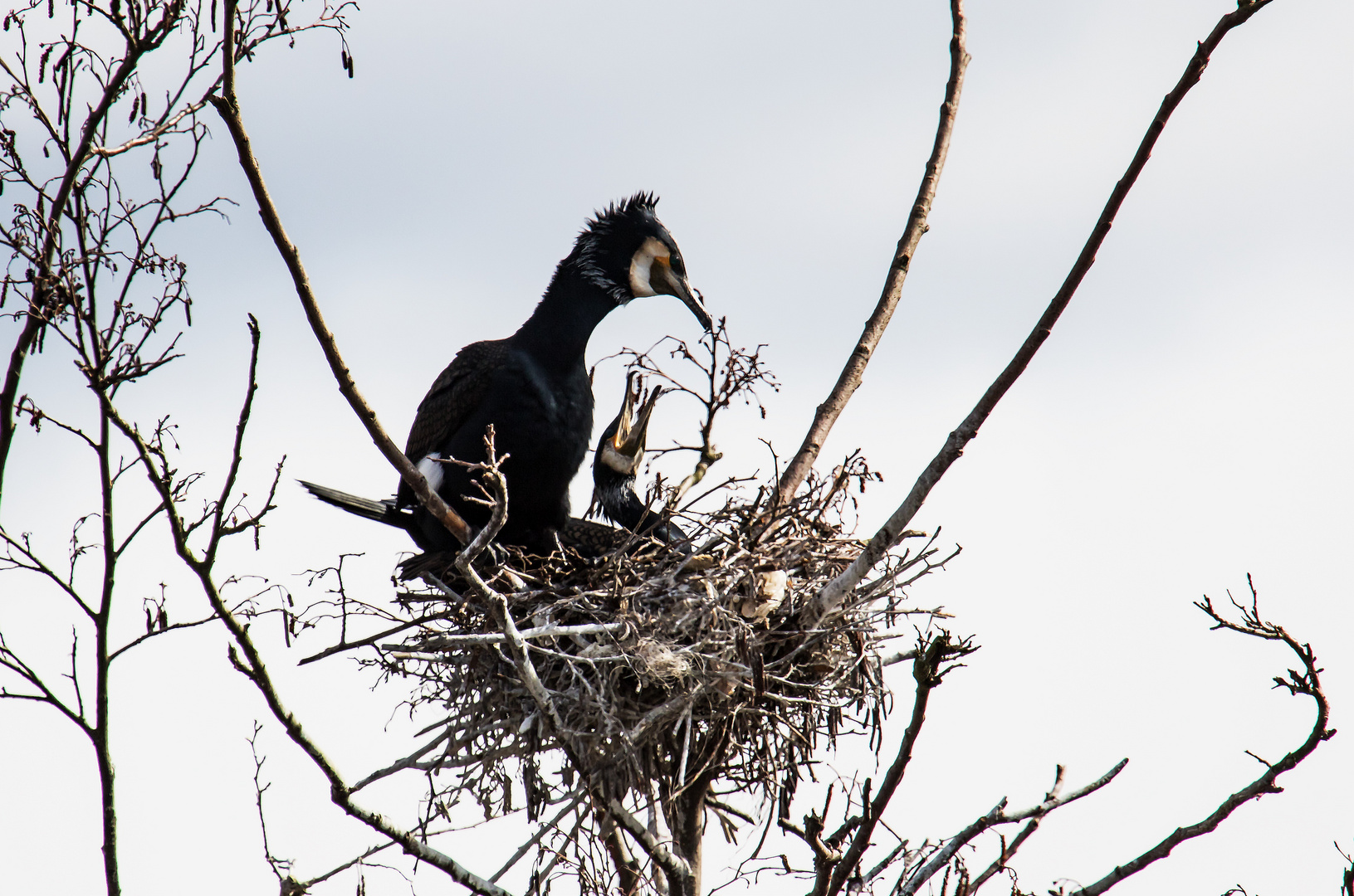 Kormoran denkt an Nachwuchs