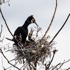 Kormoran denkt an Nachwuchs