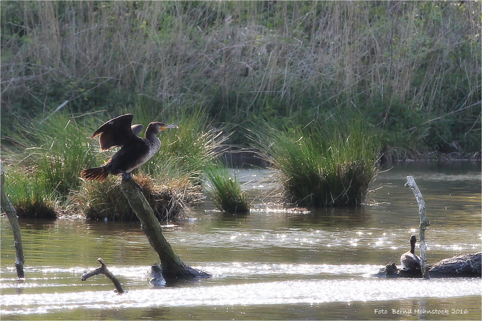 Kormoran der Fischräuber im Naturpark Schwalm / Nette Foto & Bild