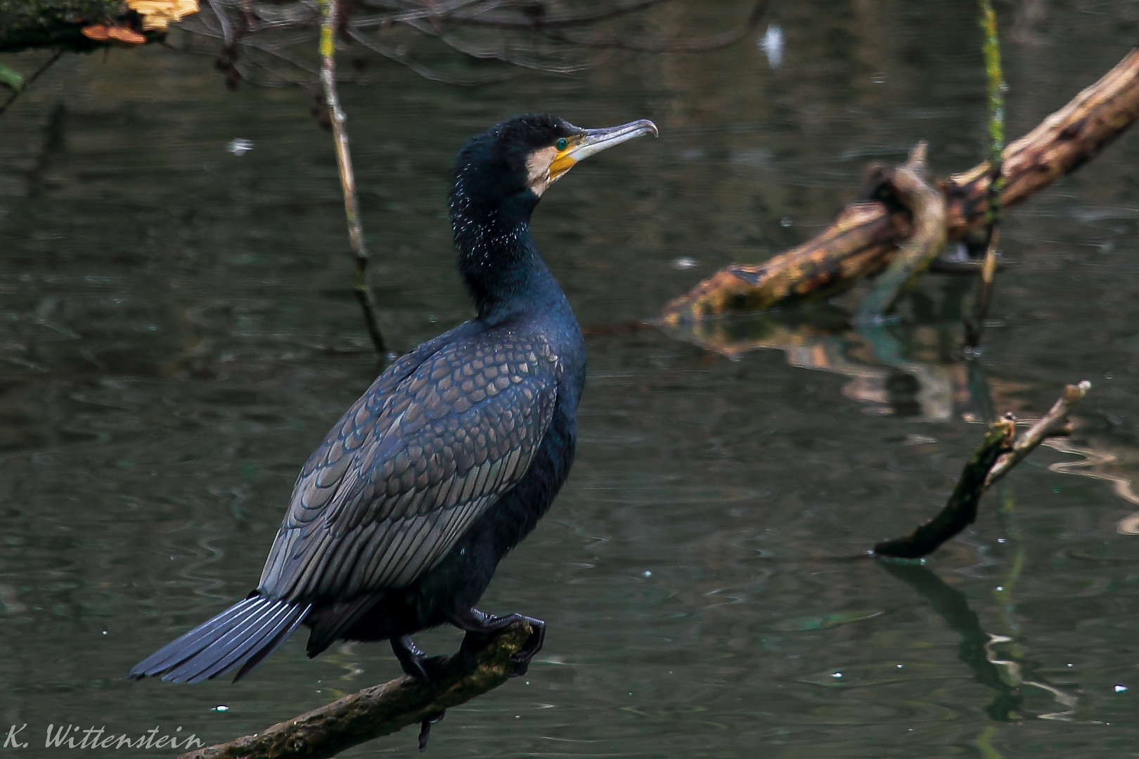 Kormoran der letzte