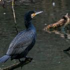 Kormoran der letzte