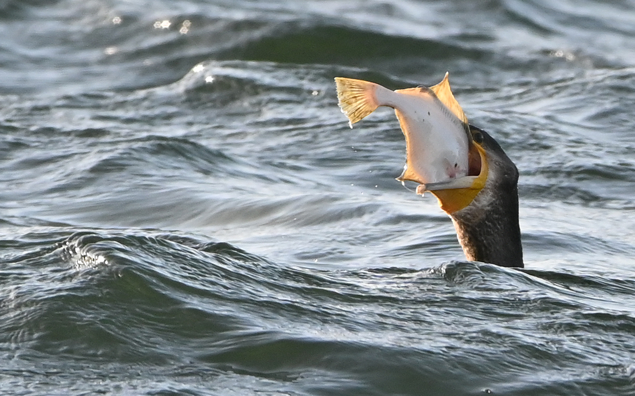 Kormoran, der passt nicht rein