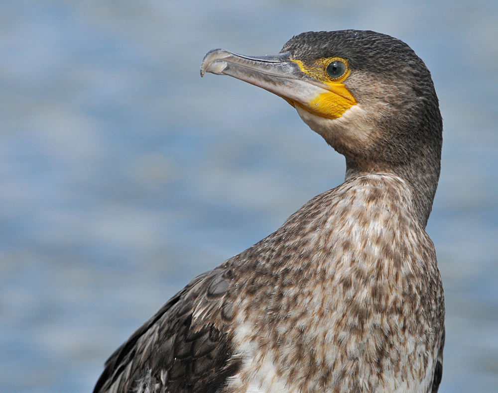 Kormoran: Der Schönste vom Main