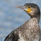 Kormoran: Der Schönste vom Main