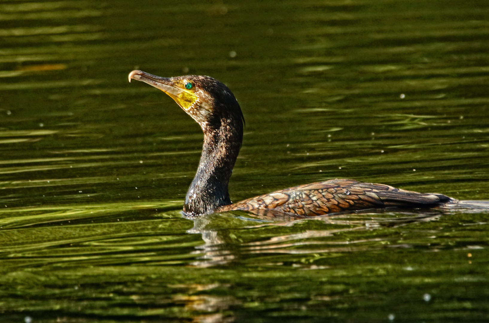 "Kormoran, der Unbeliebte"