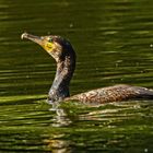 "Kormoran, der Unbeliebte"