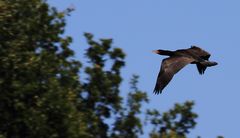 Kormoran, der Vogel des Jahres 2010