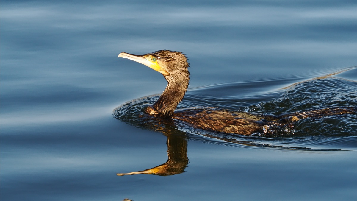 Kormoran